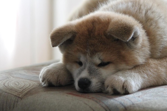 akita inu